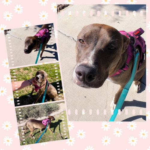 GORGEOUS GOLDIE - Labrador Retriever / Pointer available for adoption