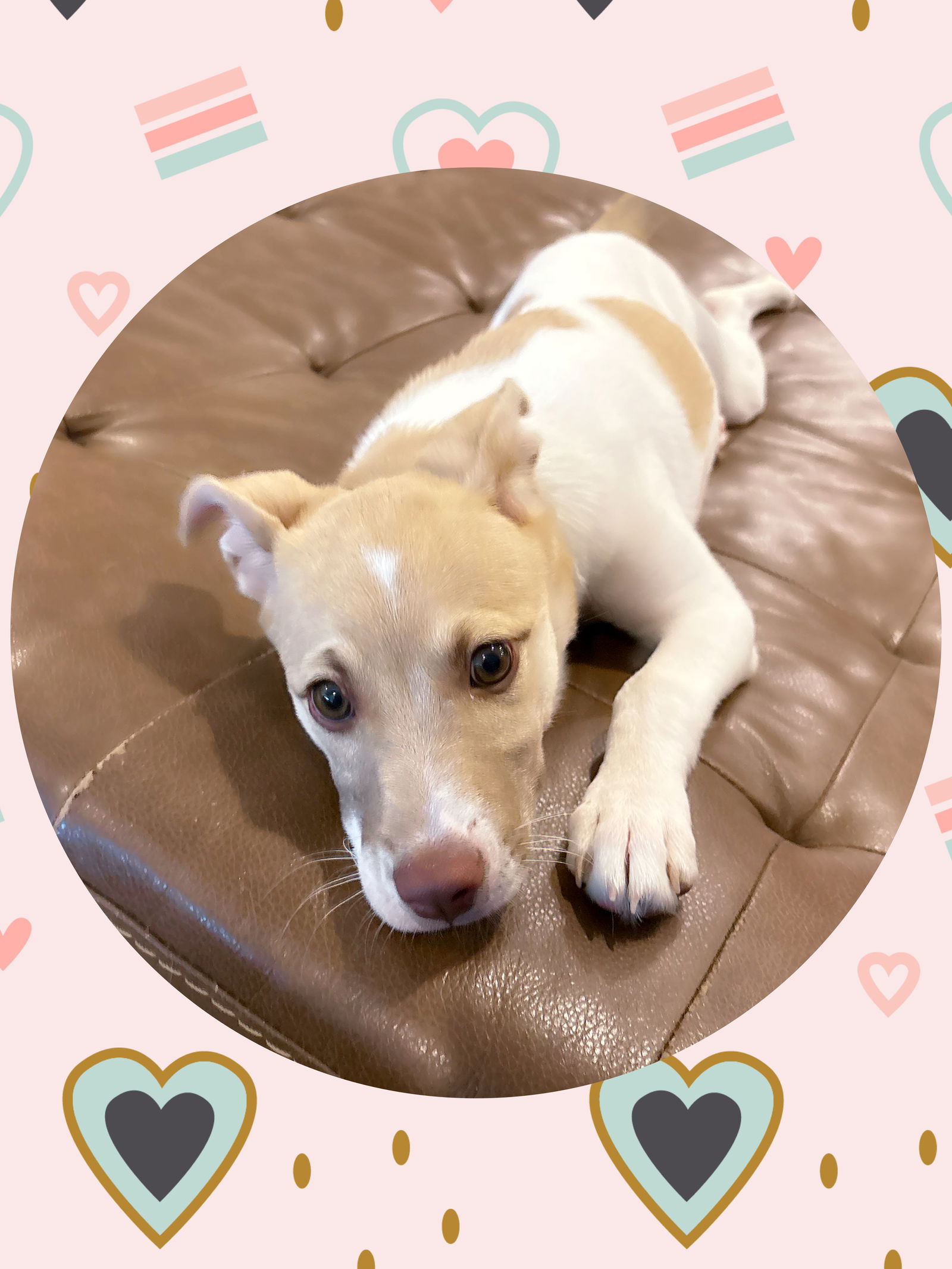 adoptable Dog in Chandler, AZ named ROSIE