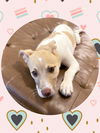 adoptable Dog in , AZ named ROSIE