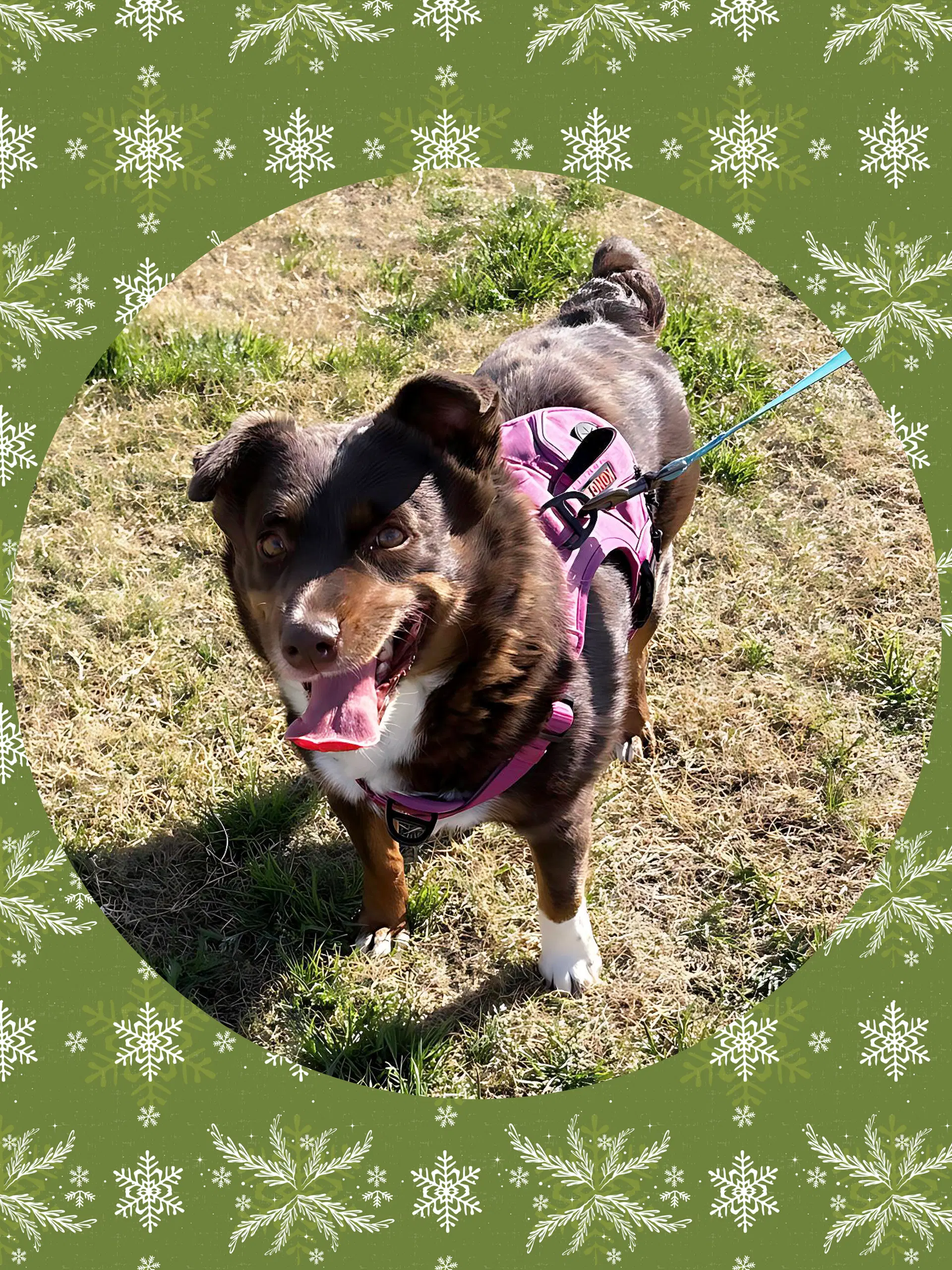 Darling Debbie - Australian Kelpie