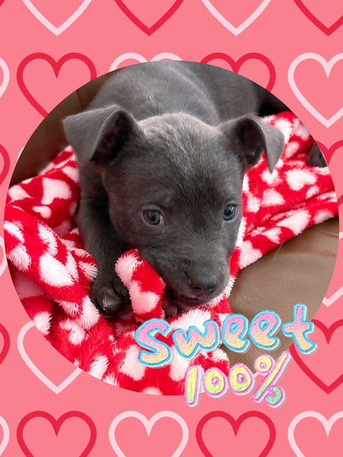 picture of the dog needing adoption