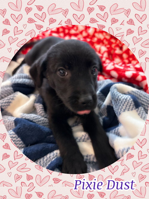 PIXIE DUST, an adoptable Labrador Retriever in Chandler, AZ