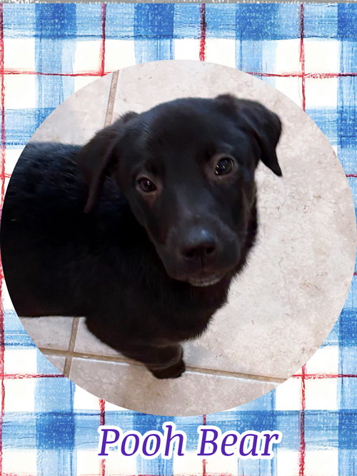 POOH BEAR, an adoptable Labrador Retriever in Chandler, AZ