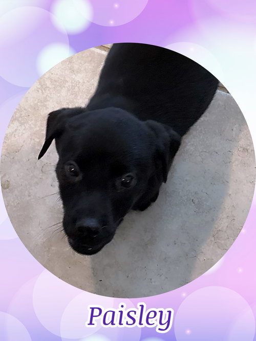 PAISLEY PARK, an adoptable Labrador Retriever in Chandler, AZ