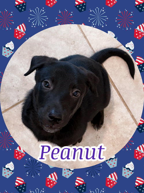 PEANUT PUP, an adoptable Labrador Retriever in Chandler, AZ