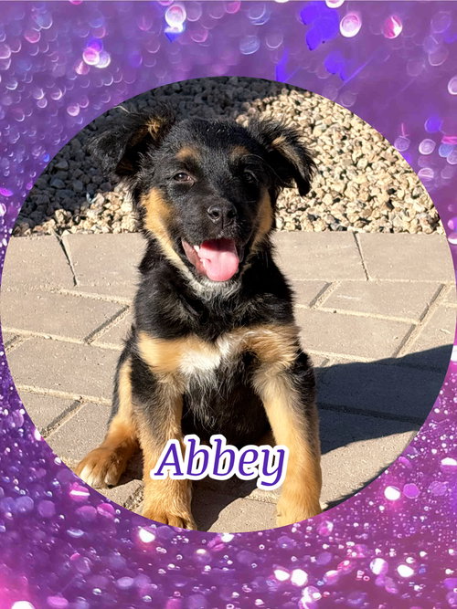 ABBEY Adventure Buddy!, an adoptable Australian Kelpie in Chandler, AZ