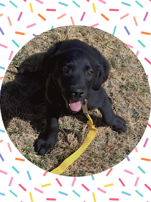 PEANUT - Black Lab Lover