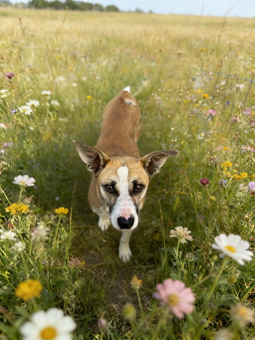 Sweet SANCHO photo 2