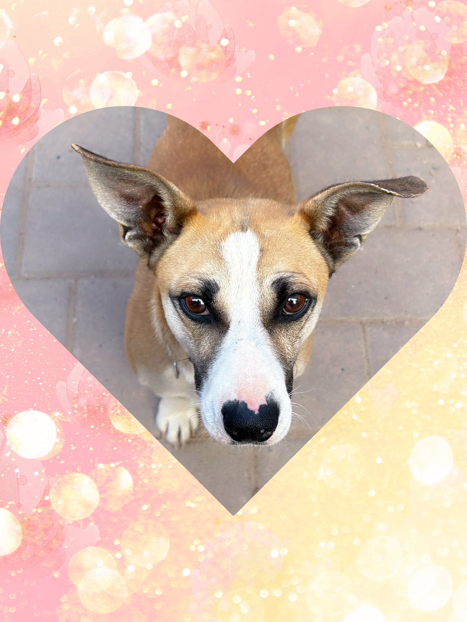 Sweet SANCHO