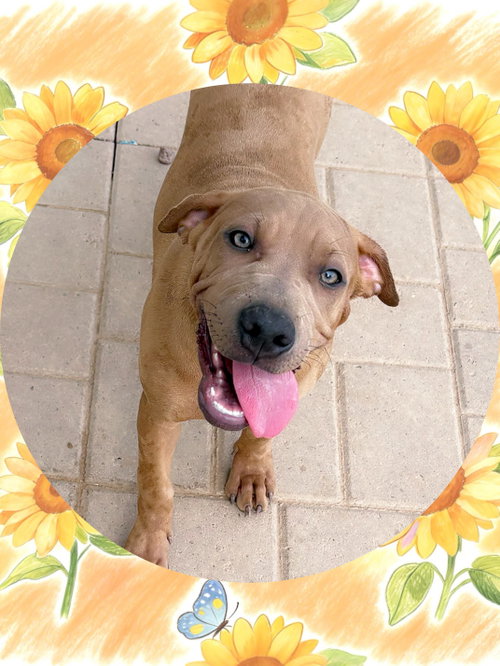 HONEY, a dog for adoption from Cooper's Chance Animal Rescue