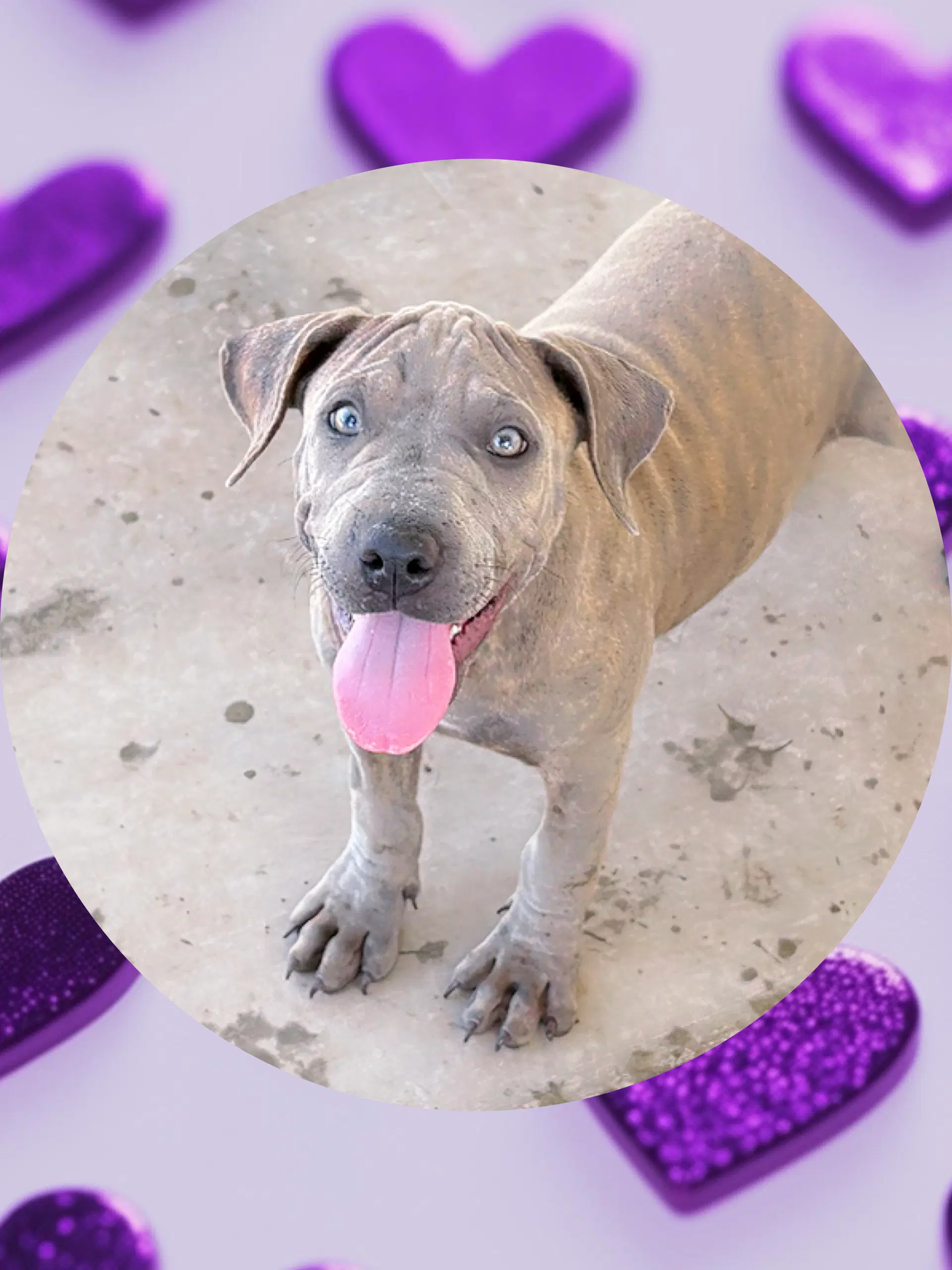Sweet Taffy - Shar Pei