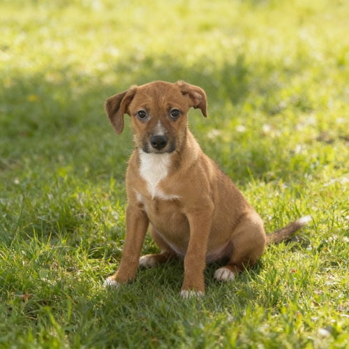 picture of the dog needing adoption
