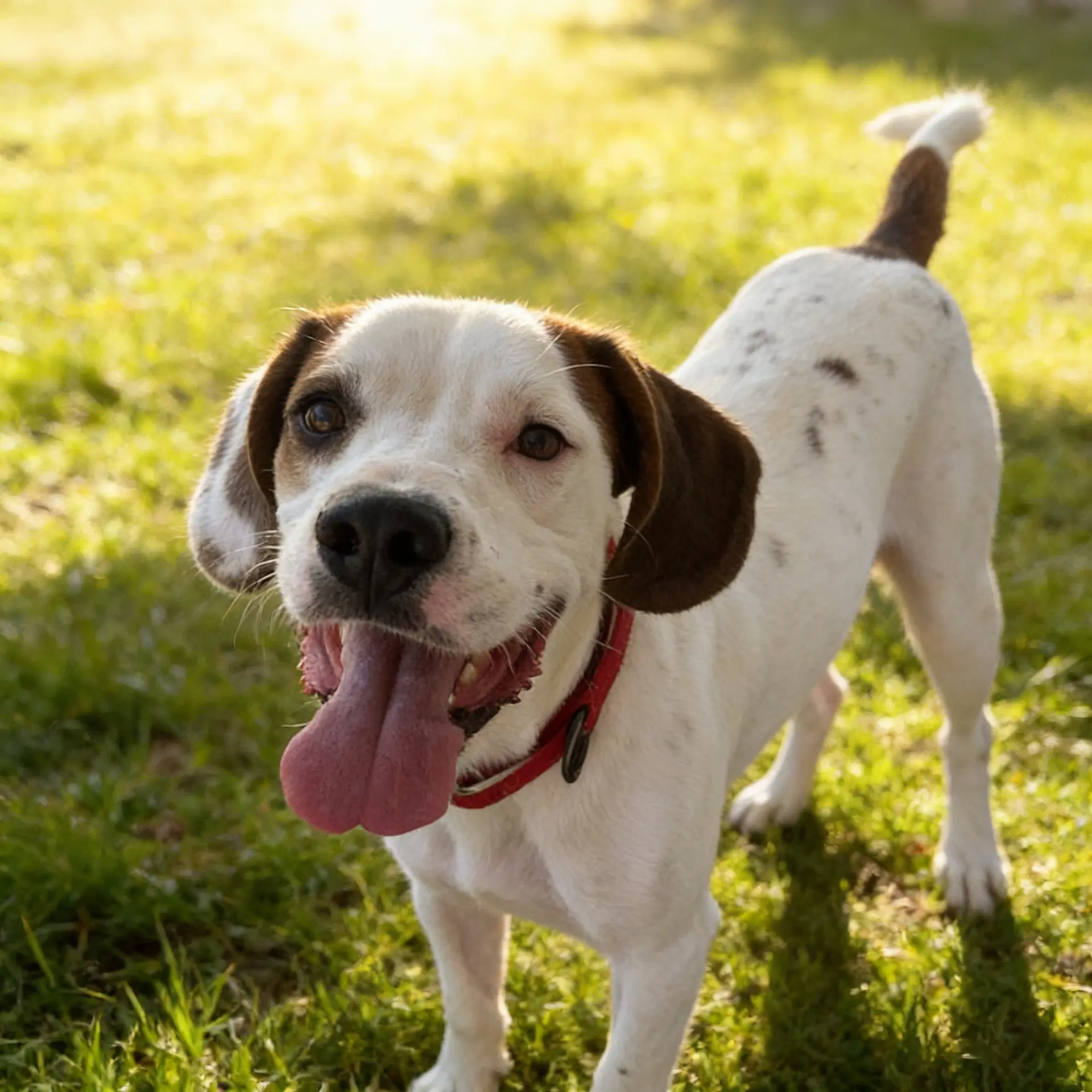 Pinto - Hound