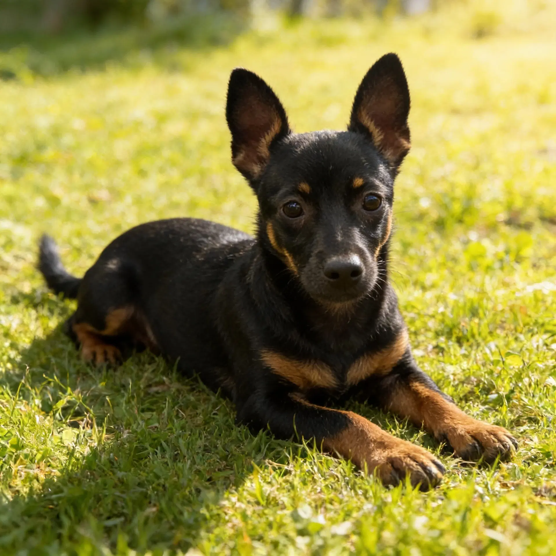 Chester Chiweenie - Chiweenie