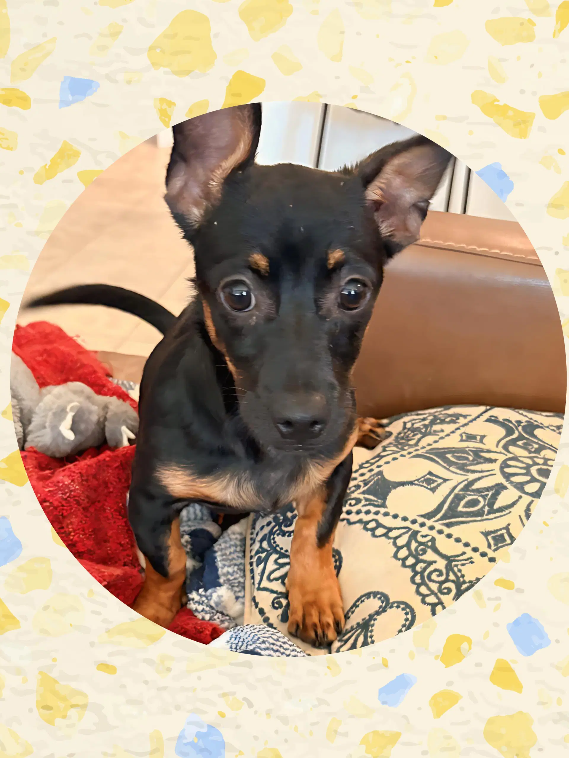 Chester Chiweenie image 3