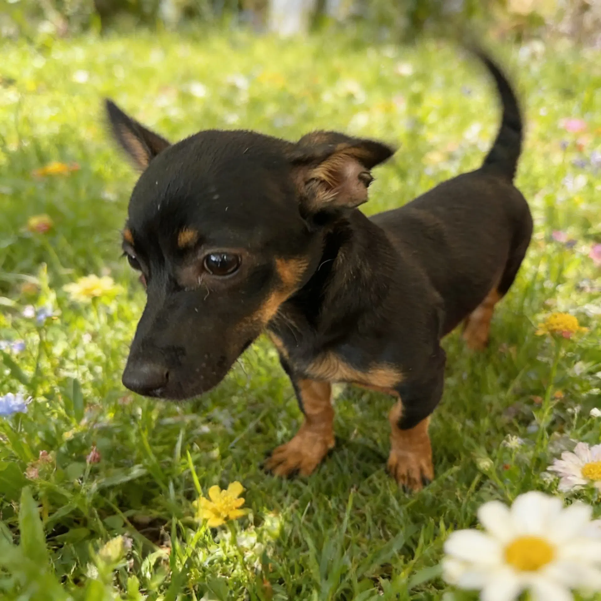 Chester Chiweenie image 4
