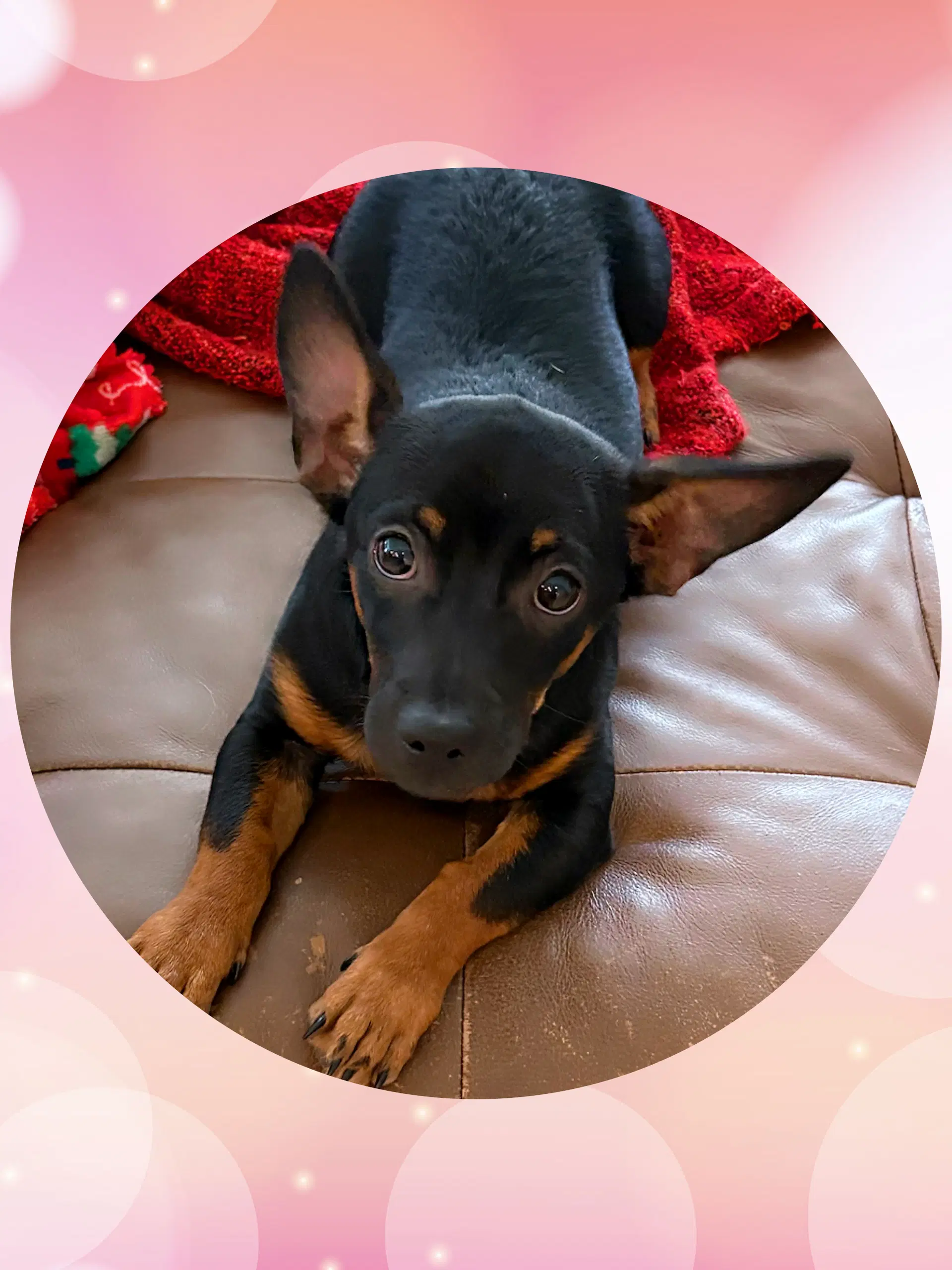 Chester Chiweenie image 2