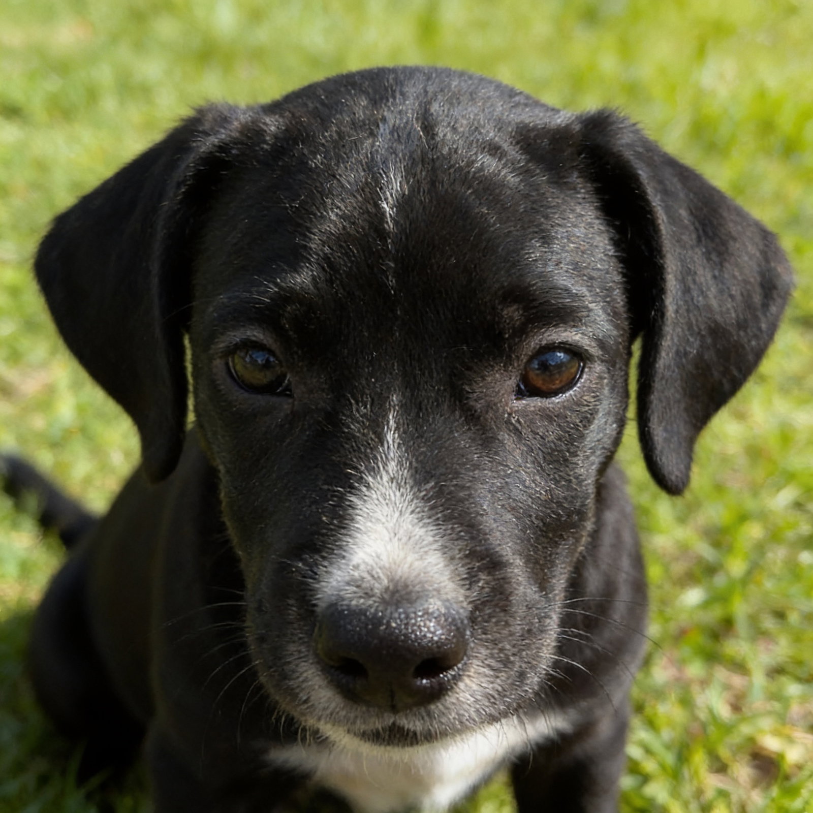 DUKE