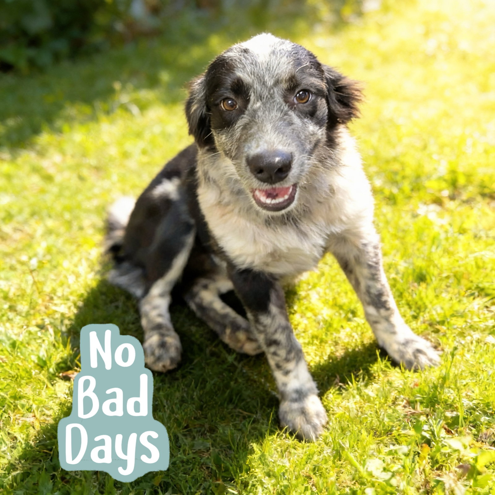 Zuni, Australian Cattle Dog/Blue Heeler