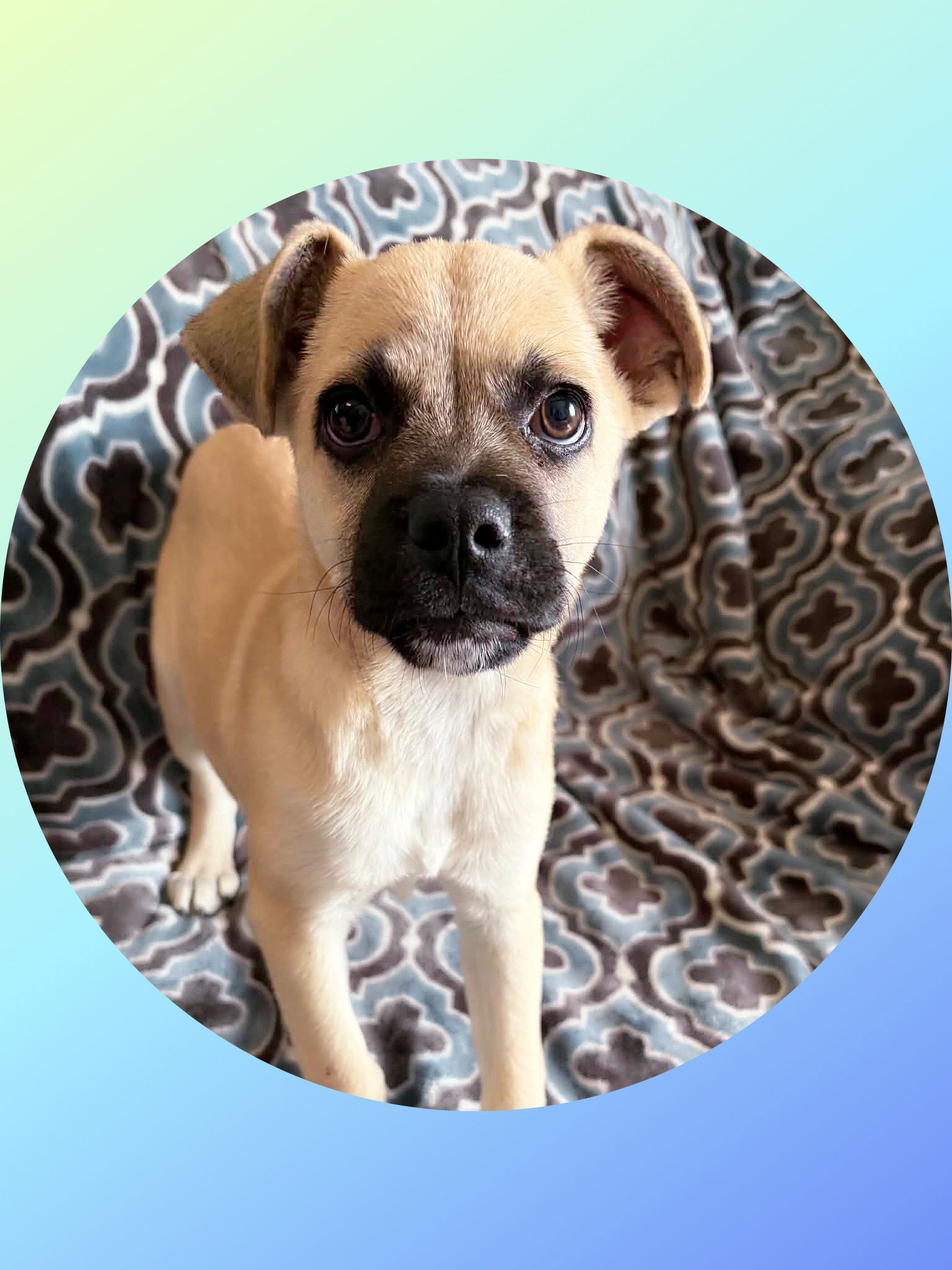 Buck, Pug