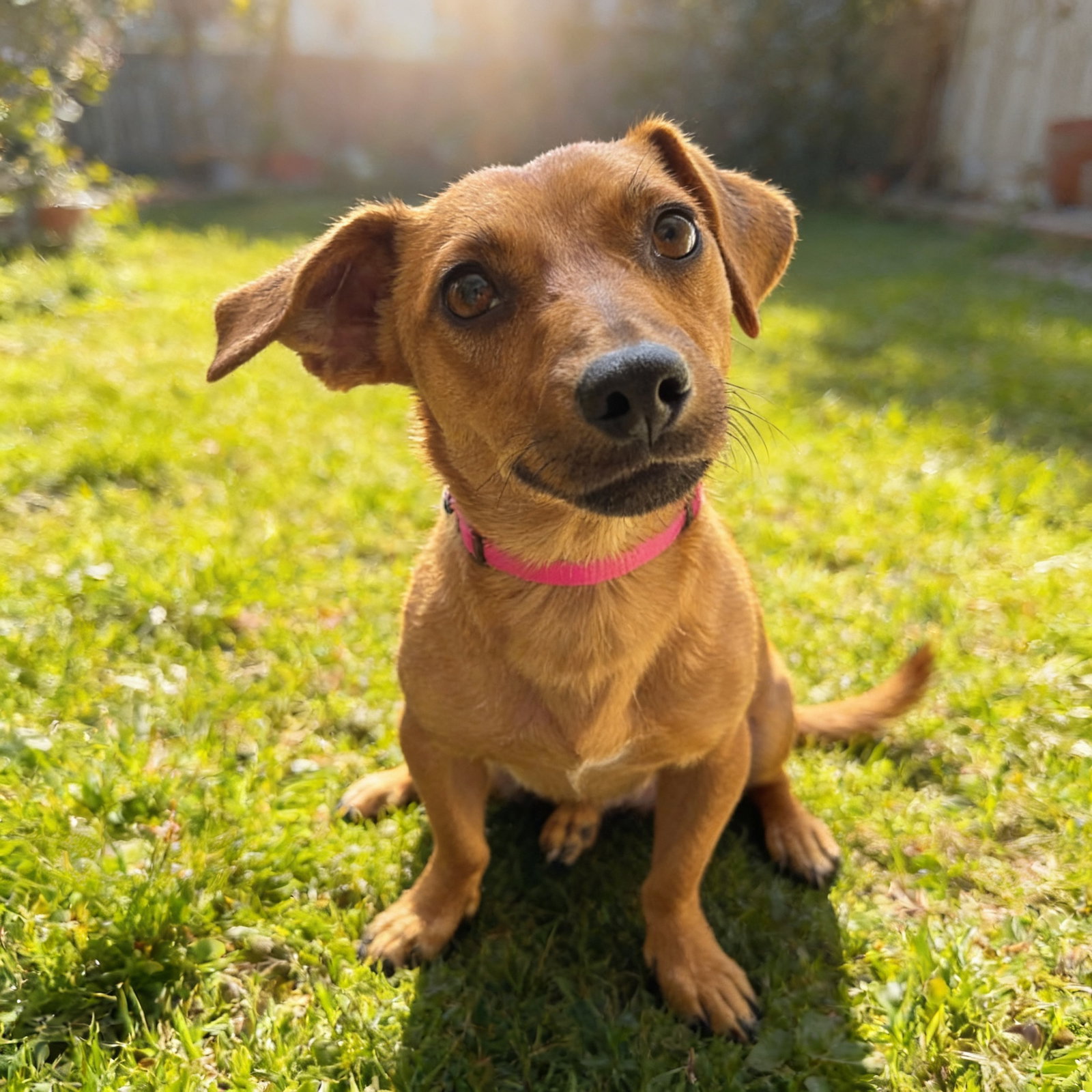 Teddy, Dachshund