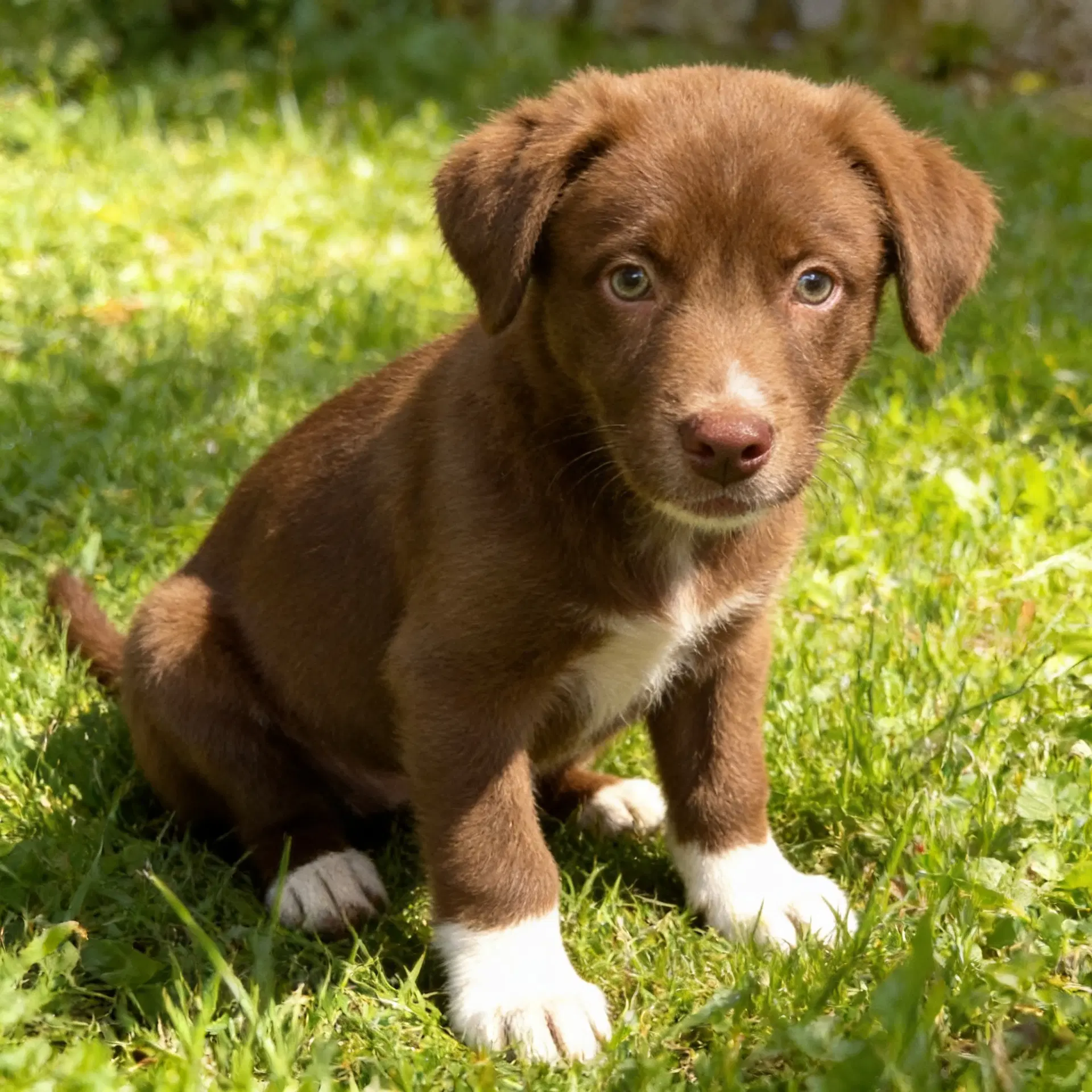 Bruce Wayne - Australian Shepherd