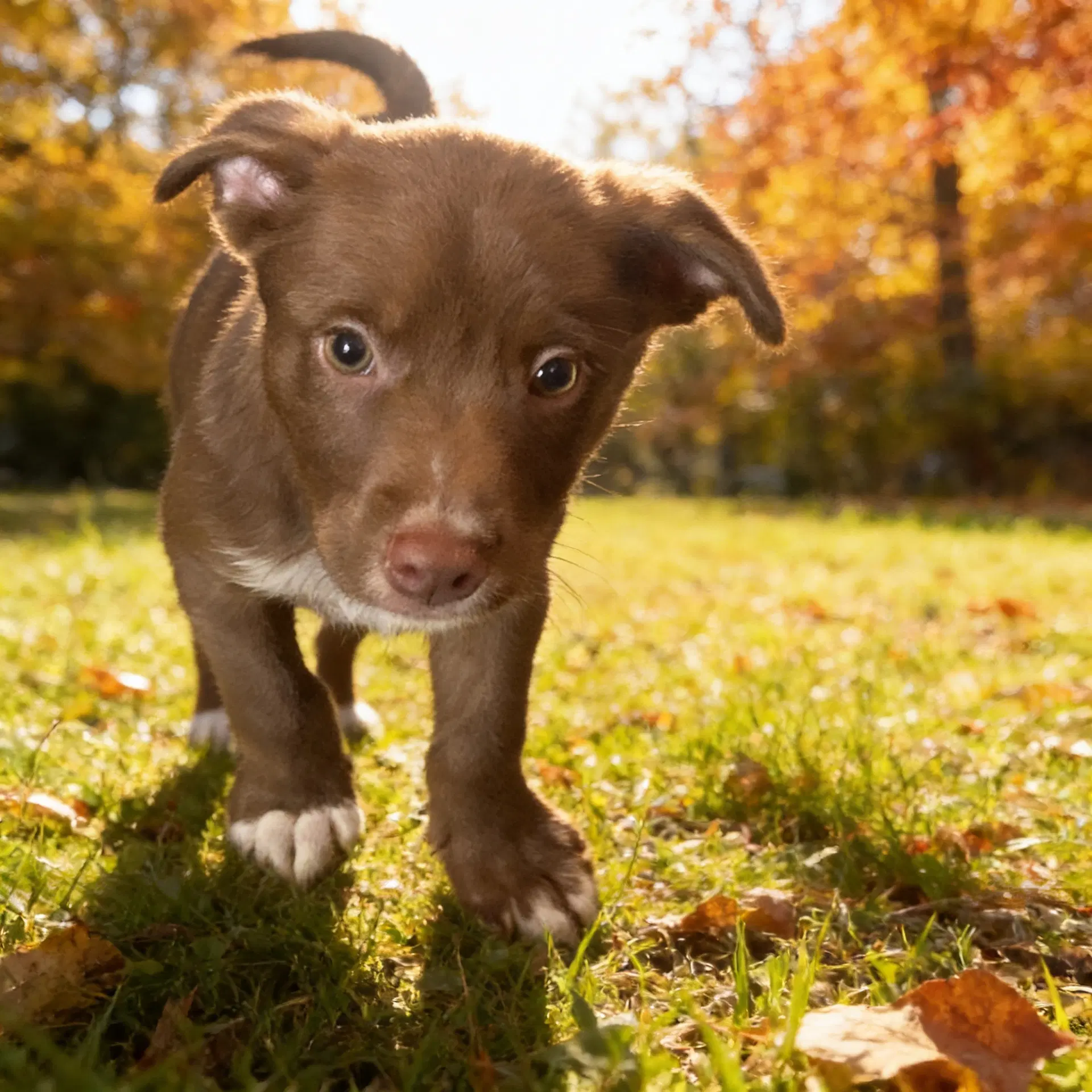 Barry Allen - Australian Shepherd