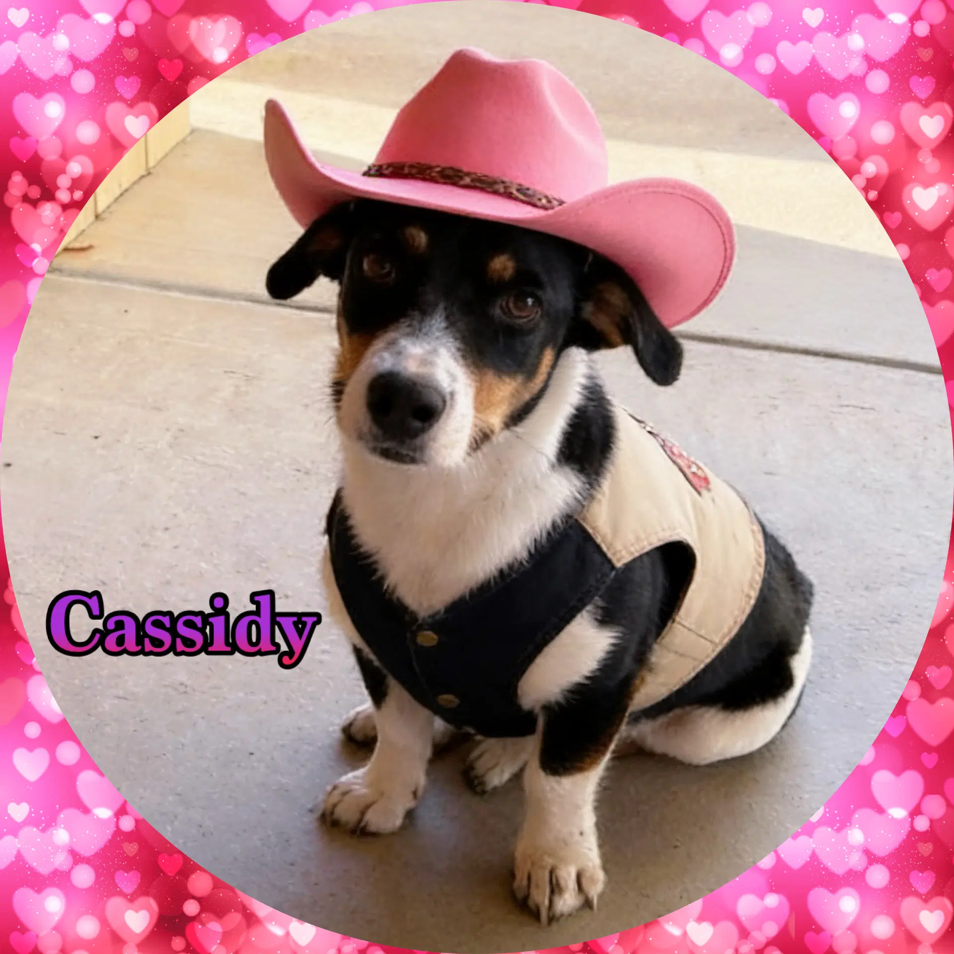 Cassidy Corgi image 2