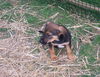 Emmie Lou