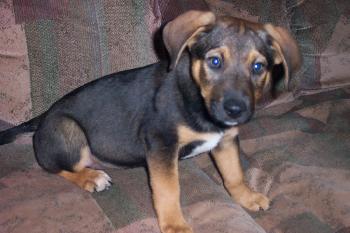 Emmie Lou