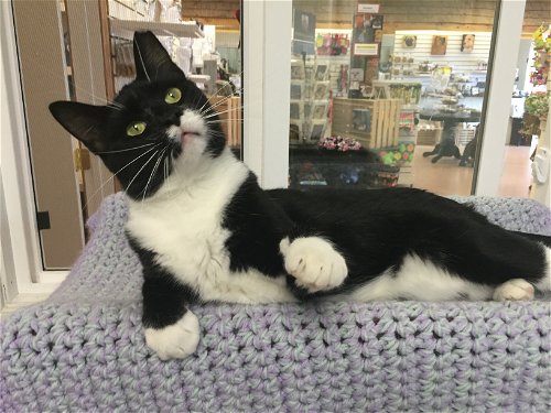 Sylvester - Young, playful lap cat!