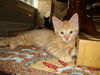 ROCKY the KITTEN