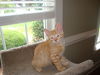 ROCKY the KITTEN