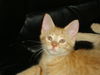ROCKY the KITTEN