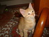 ROCKY the KITTEN