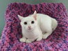 Abbey- Kitten