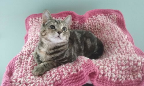 Emily-Kitten