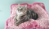 Emily-Kitten