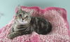 Emily-Kitten
