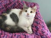 Layla Kitten-Come See Me At Petco