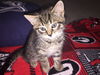 LEXI, Visit me at Petco Mechanicsburg