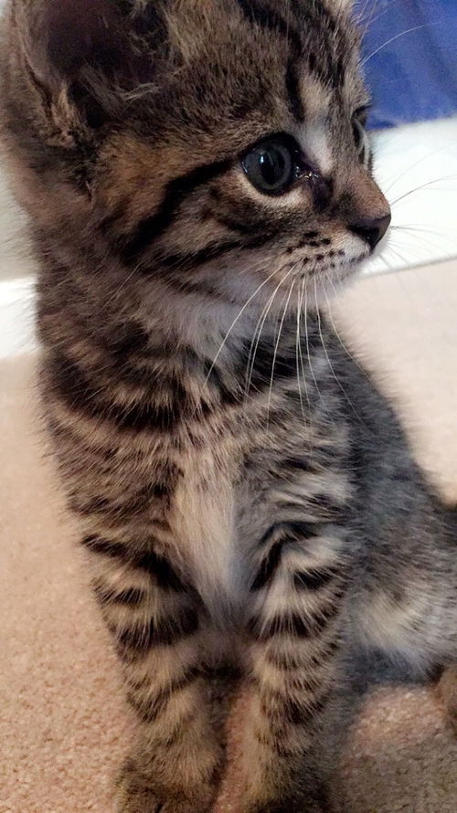 LEXI, Visit me at Petco Mechanicsburg