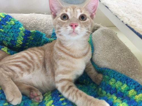 Baby Cheeto-Come See Me At Petco