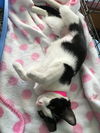 EMILY, Very Sweet Social kitten