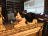 EMILY, Very Sweet Social kitten