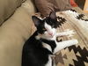 EMILY, Very Sweet Social kitten