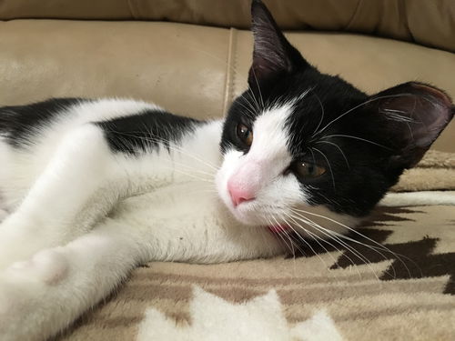 EMILY, Very Sweet Social kitten