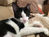 EMILY, Very Sweet Social kitten