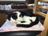 EMILY, Very Sweet Social kitten