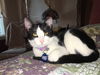 EMILY, Very Sweet Social kitten